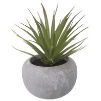 Suculenta-Aloe-Mini-Arranjo-Konkret-verde-Beton-Rara
