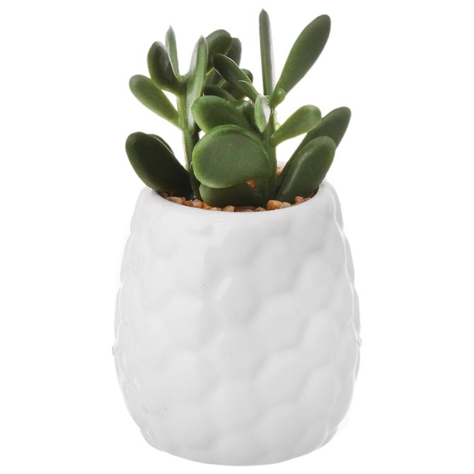 Suculenta Jade Mini Arranjo Komodo