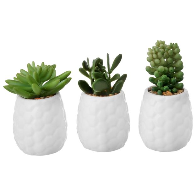 SUCULENTA-JADE-MINI-ARRANJO-BRANCO-VERDE-KOMODO