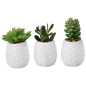 SUCULENTA-BURRITO-MINI-ARRANJO-BRANCO-VERDE-KOMODO