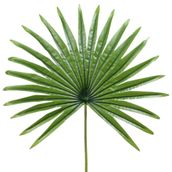 FOLHAGEM-82-CM-VERDE-ROYALTY-PALM