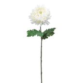 FLOR-CALENDULA-BRANCO-VERDE-SOLAR