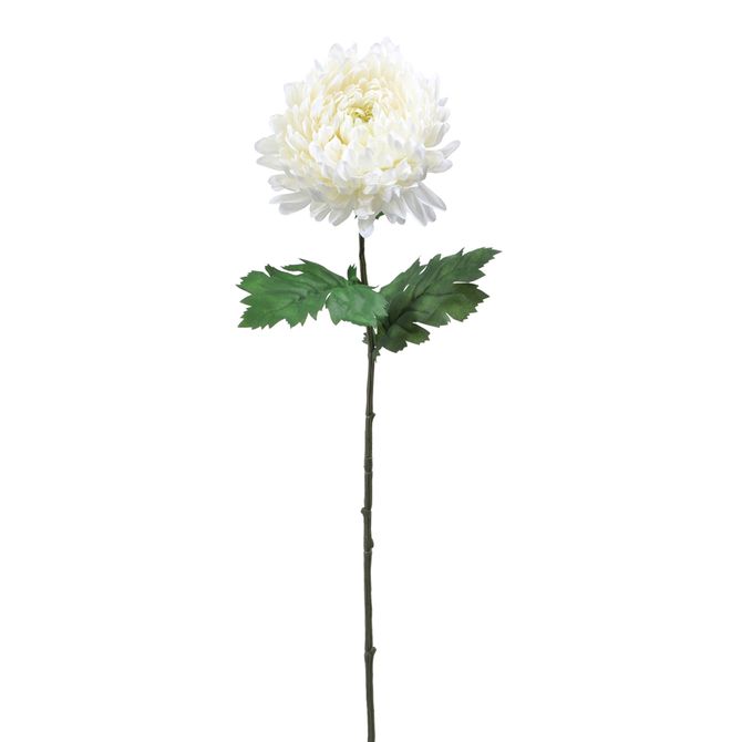 Flor Calêndula Solar