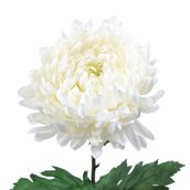 FLOR-CALENDULA-BRANCO-VERDE-SOLAR