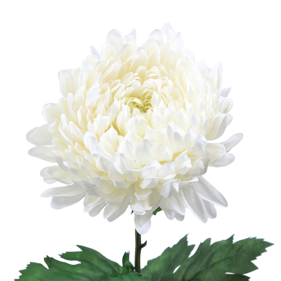 FLOR-CALENDULA-BRANCO-VERDE-SOLAR