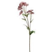 FLOR-DENTE-DE-LEAO-VERMELHO-VERDE-CAMPESTRE