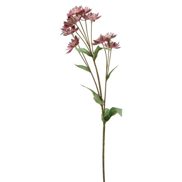 FLOR-DENTE-DE-LEAO-VERMELHO-VERDE-CAMPESTRE