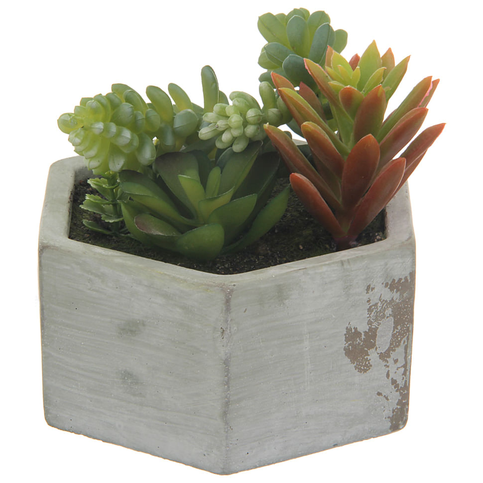 BETON-OAXACA-SUCULENTA-KONKRET-VERDE-ARRANJO