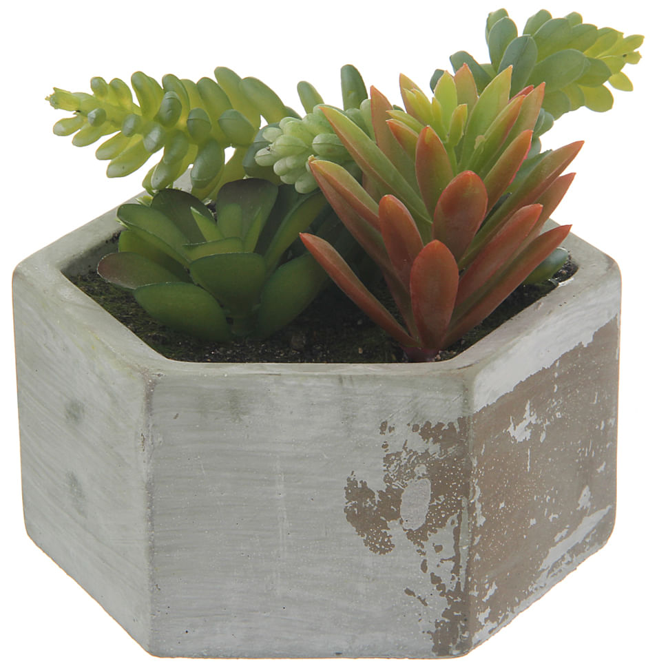 BETON-OAXACA-SUCULENTA-KONKRET-VERDE-ARRANJO