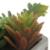 BETON-OAXACA-SUCULENTA-KONKRET-VERDE-ARRANJO