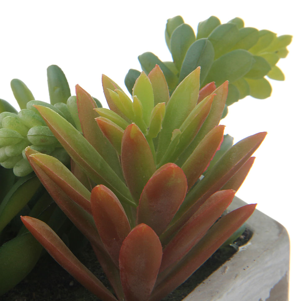 BETON-OAXACA-SUCULENTA-KONKRET-VERDE-ARRANJO