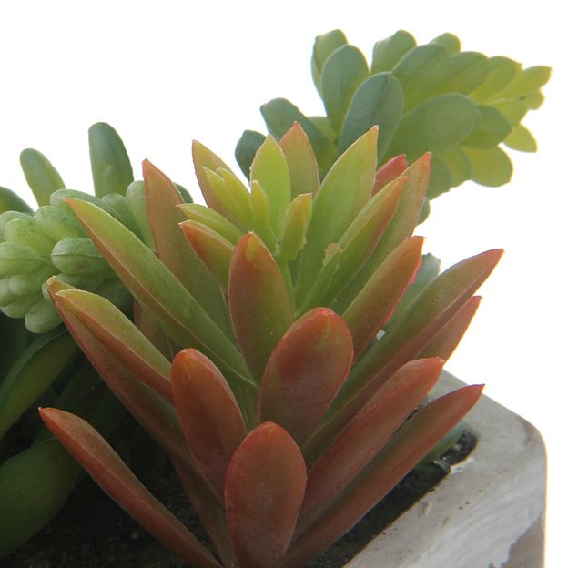 BETON-OAXACA-SUCULENTA-KONKRET-VERDE-ARRANJO