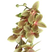 Caprice flor orquídea