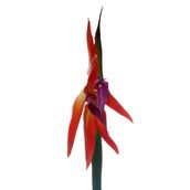 MADAME-FLOR-ESTRELICIA-LARANJA-VERDE-FLORES