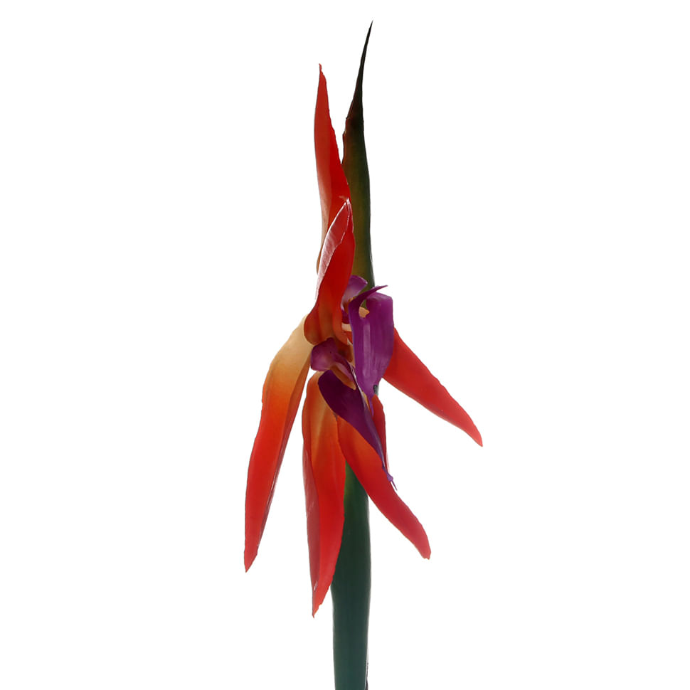 MADAME-FLOR-ESTRELICIA-LARANJA-VERDE-FLORES