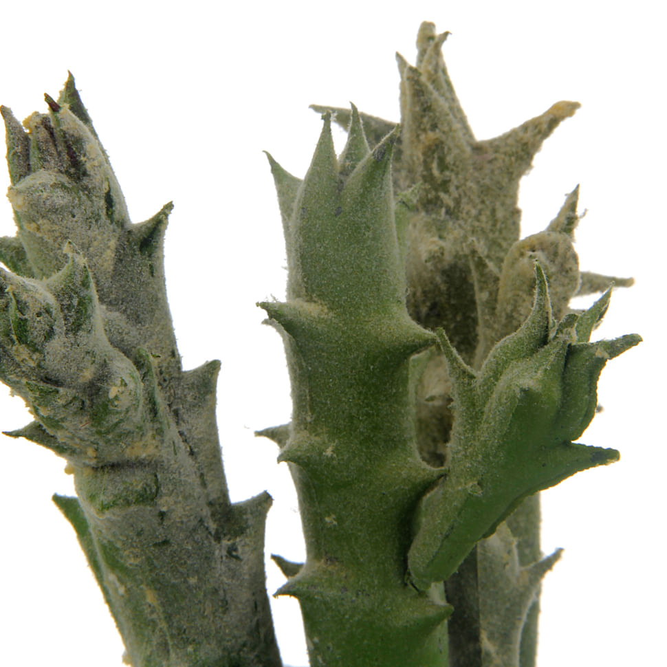 MEX-SUCULENTA-BRANCO-VERDE-ARRANJO