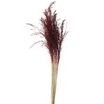 FIBRA CASTANHA - FOLHAGEM CAPIM ARROZINHO