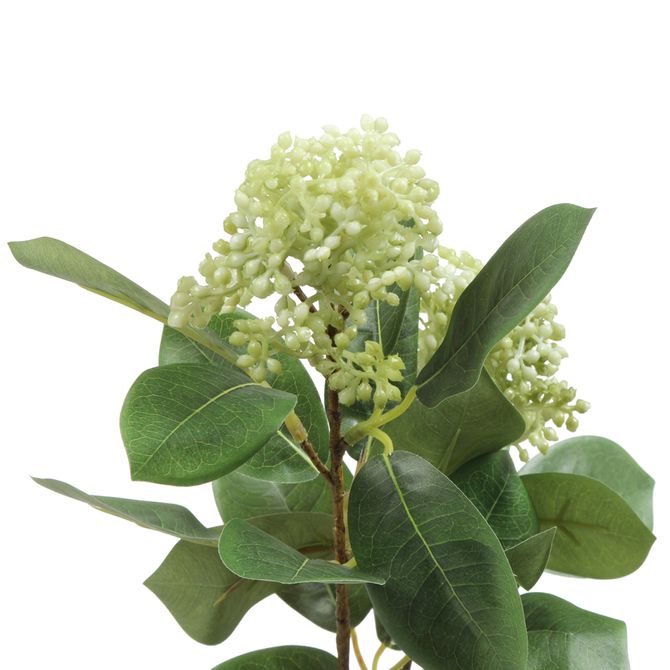 Flor Viburno Camponesa