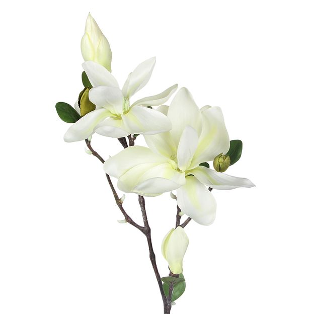 CHARMING-MAGNOLIA-FLOR-BRANCO-VERDE-FLORES