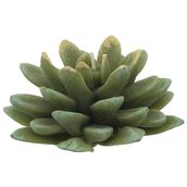 SUCULENTA-VELA-VERDE-SUCULENTAS