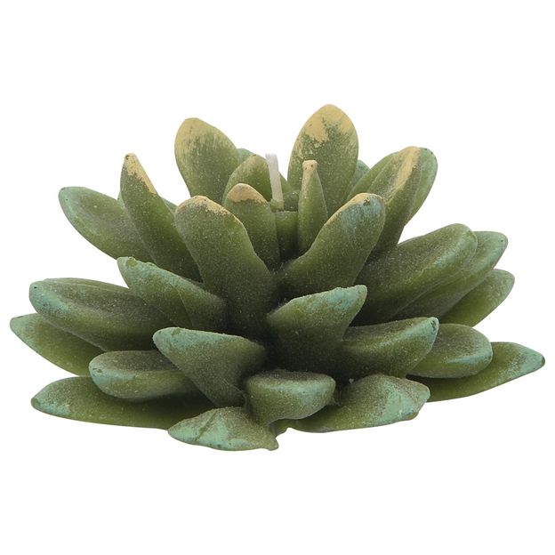 SUCULENTA-VELA-VERDE-SUCULENTAS