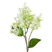 AMARILIS-FLOR-BRANCO-VERDE-JOLIE_ST1