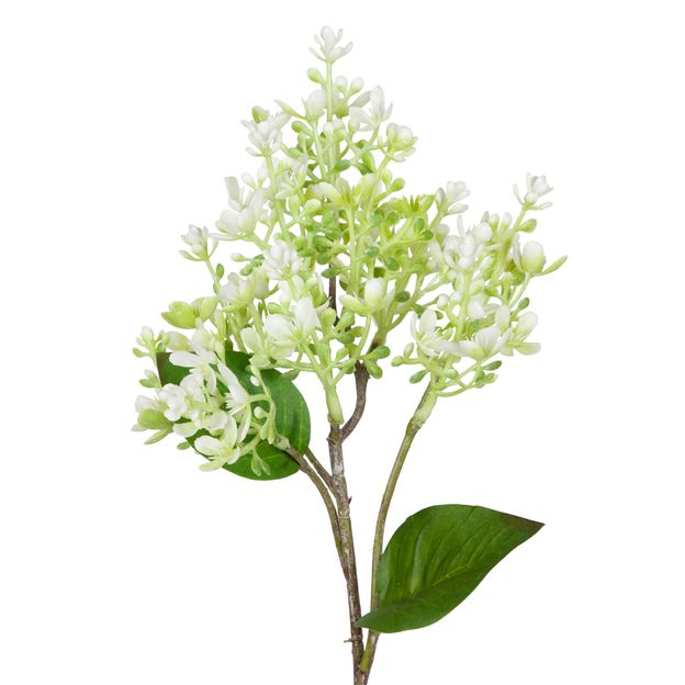 AMARILIS-FLOR-BRANCO-VERDE-JOLIE_ST1