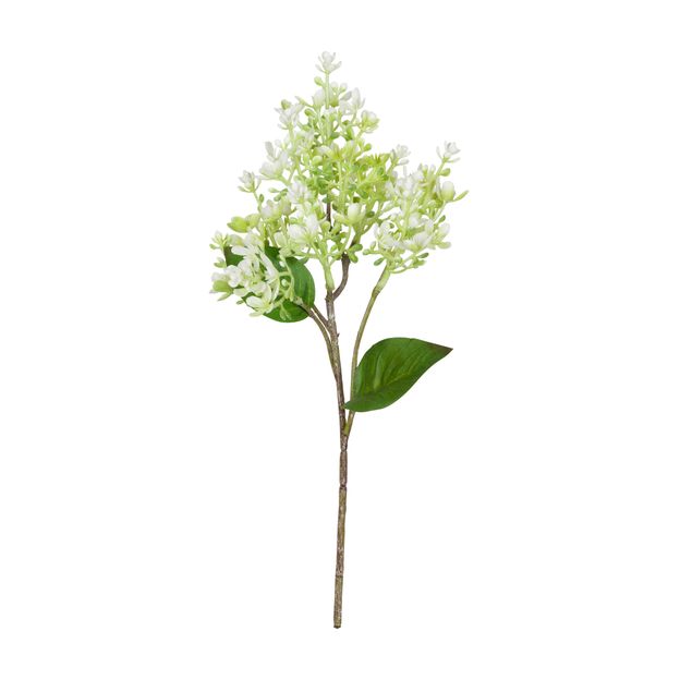 AMARILIS-FLOR-BRANCO-VERDE-JOLIE_ST0