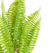 FOLHAGEM-VERDE-SAMAMBAIA_ST1