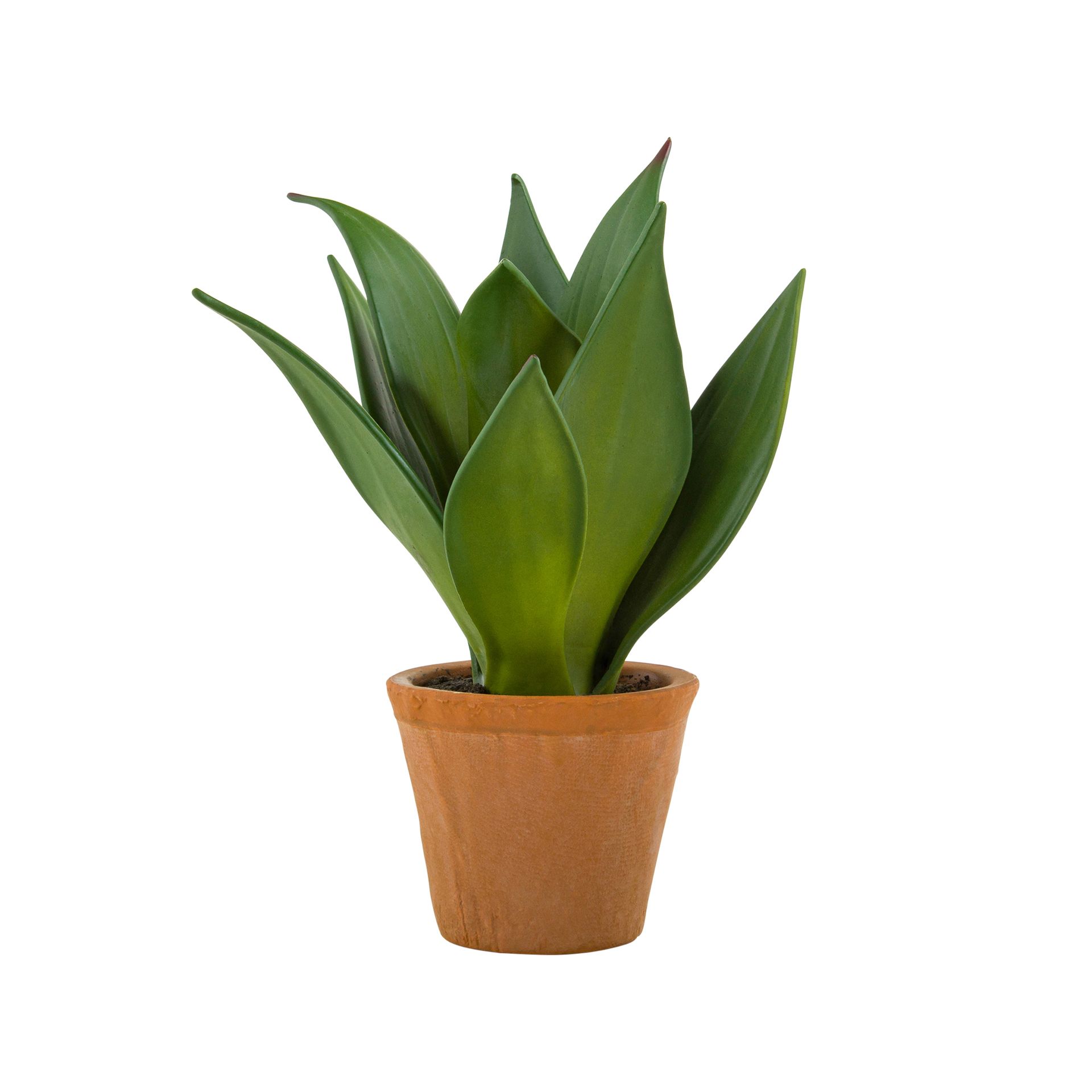 SUCULENTA-AGAVE-ARRANJO-VERDE-TERRACOTA-CHACO_ST0