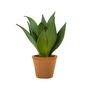 SUCULENTA-AGAVE-ARRANJO-VERDE-TERRACOTA-CHACO_ST0