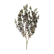 EUCALIPTO-FOLHAGEM-VERDE-CHIANTI_ST0