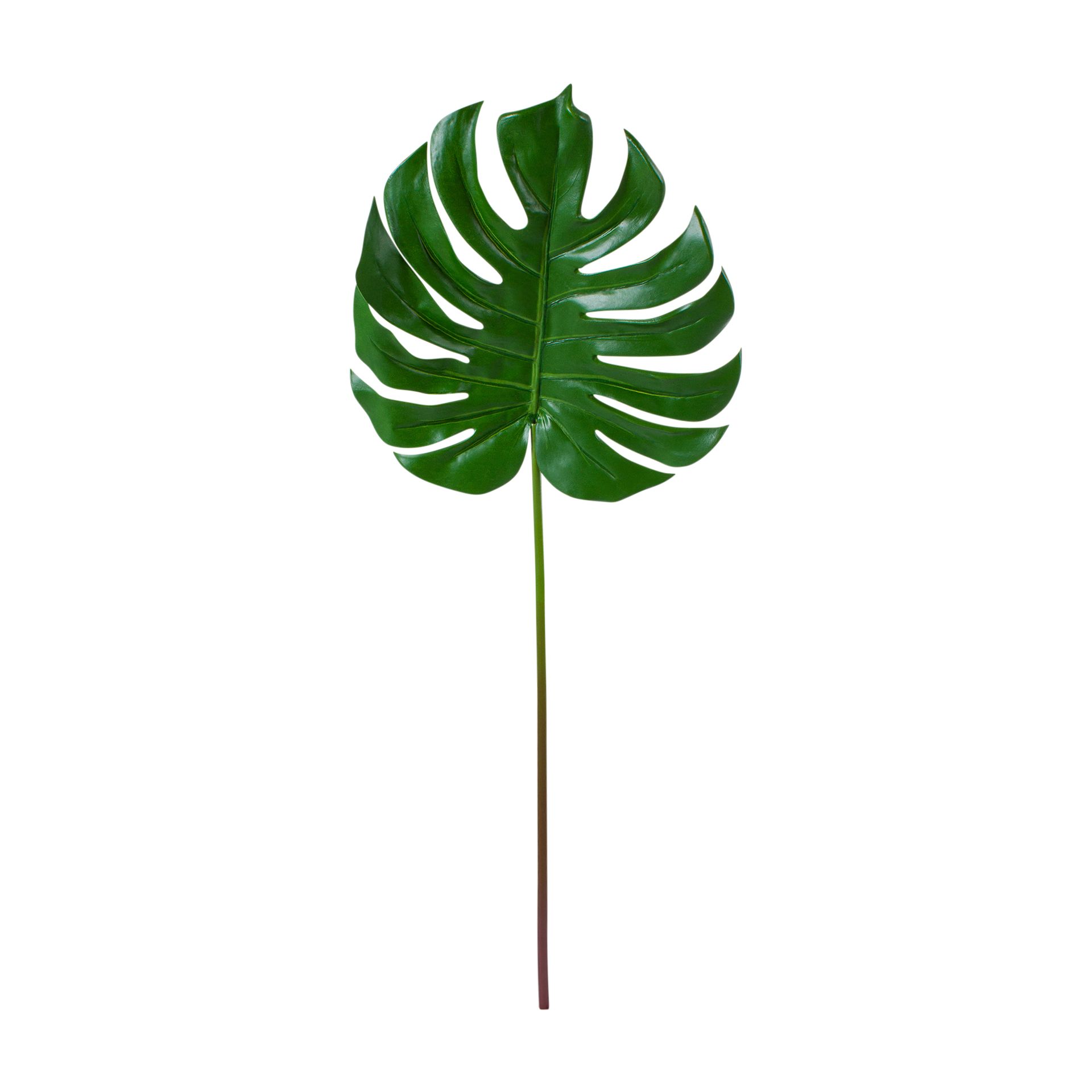 DE-ADAO-FOLHAGEM-VERDE-COSTELA-DE-AD-O_ST0