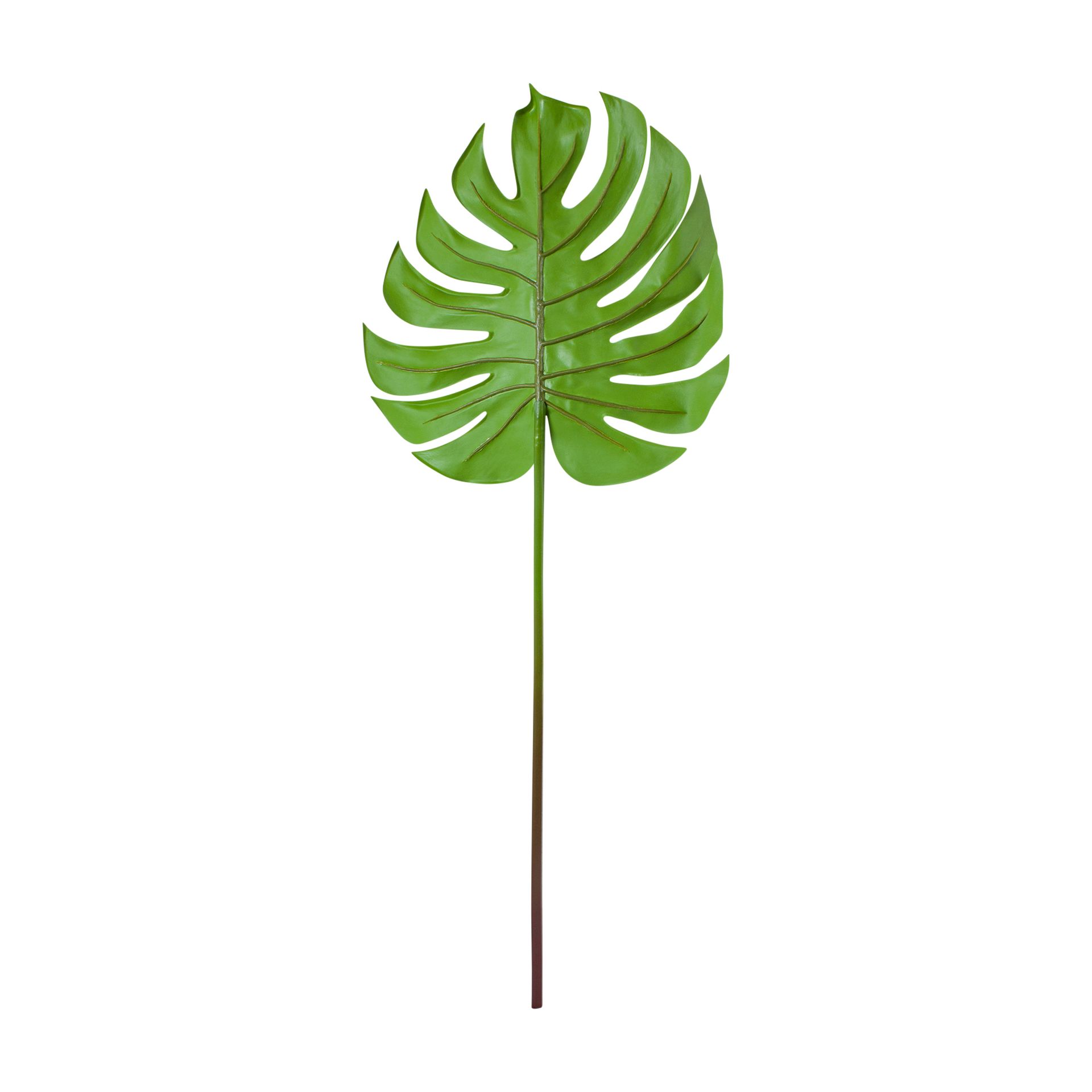 DE-ADAO-FOLHAGEM-VERDE-COSTELA-DE-AD-O_ST1