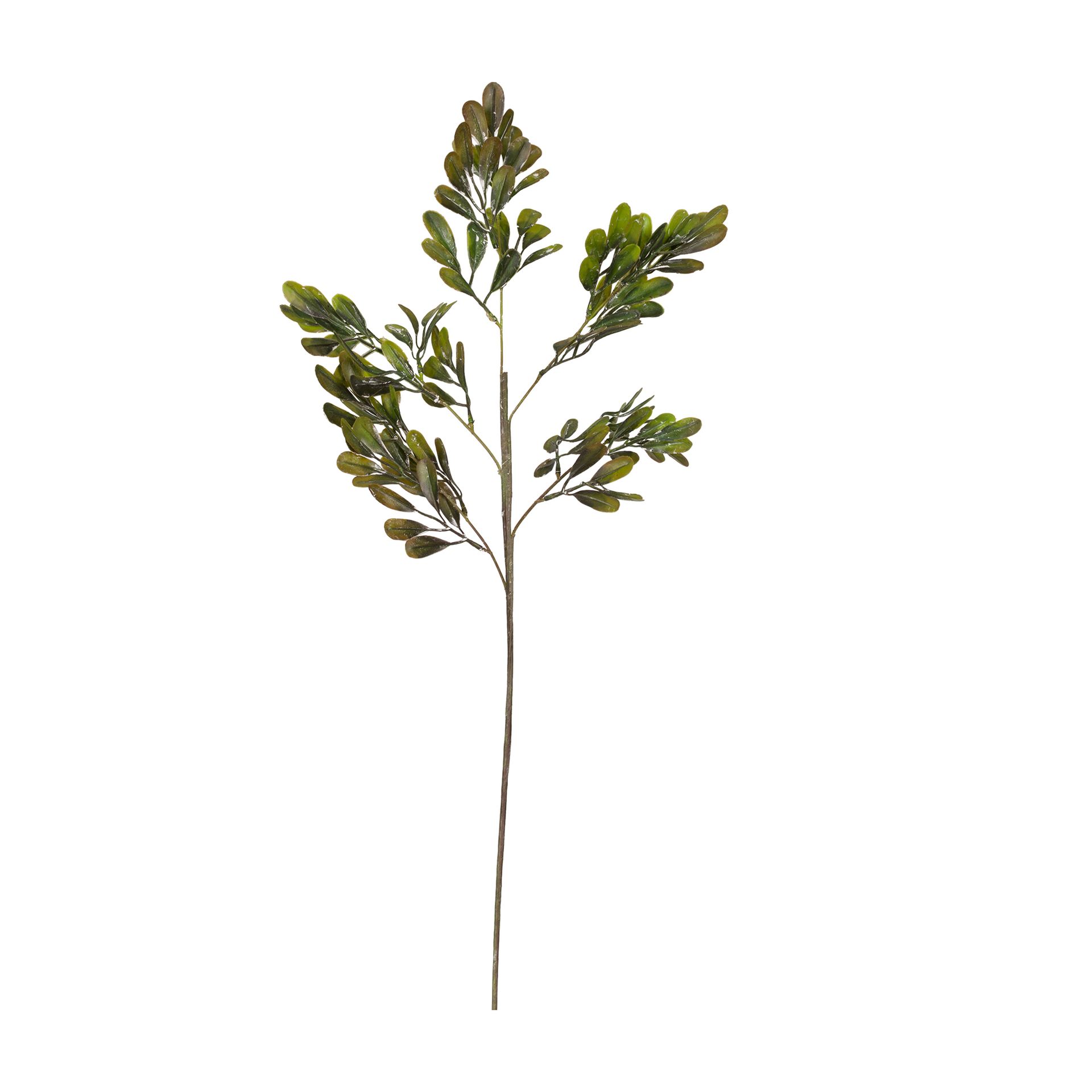FOLHAGEM-VERDE-HALLERBOS_ST0