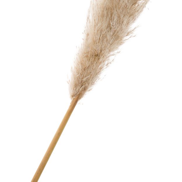 DOS-PAMPAS-PLUMA-FIBRA-CLARA-CAPIM-DOS-PAMPAS_ST1