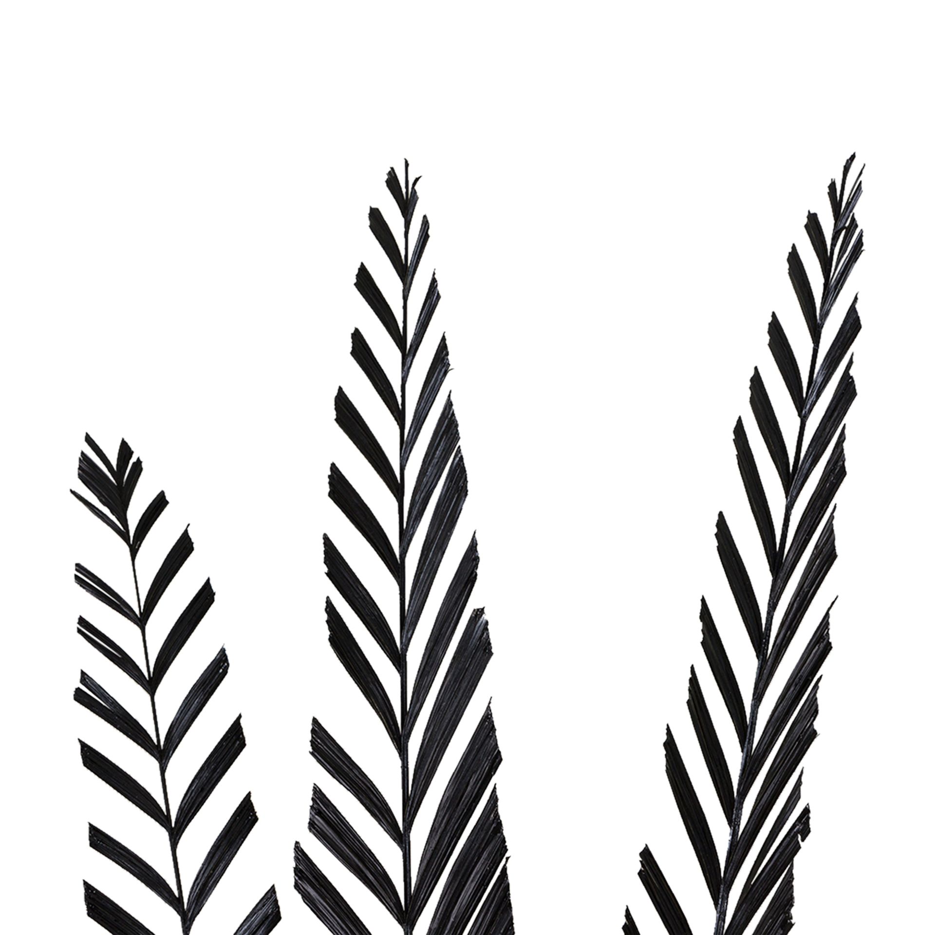 IMPERIAL-FOLHAGEM-C-3-PRETO-PALMEIRA-IMPERIAL_ST2