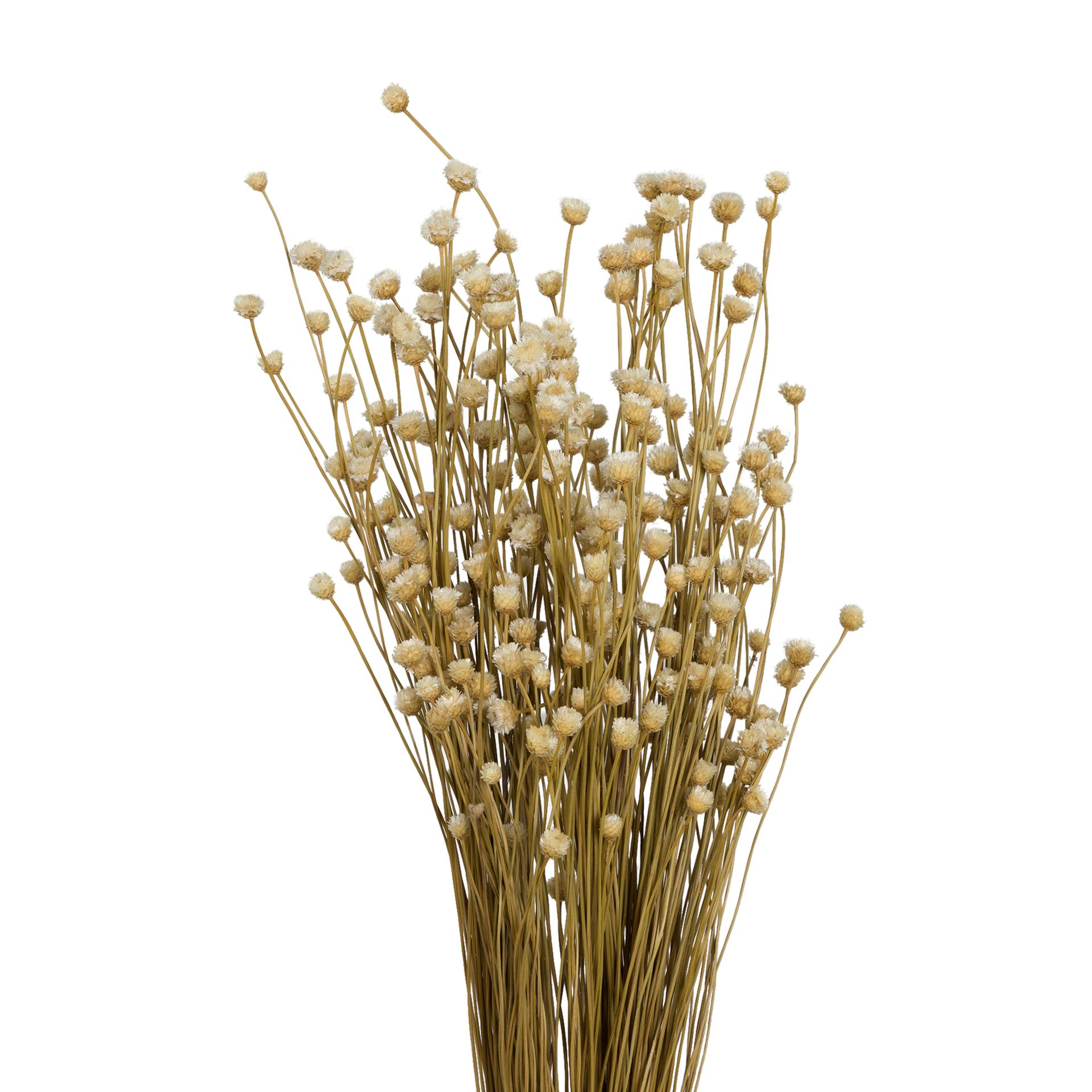 FLOR-FOLHAGEM-FIBRA-CLARA-CONGONHA_ST1