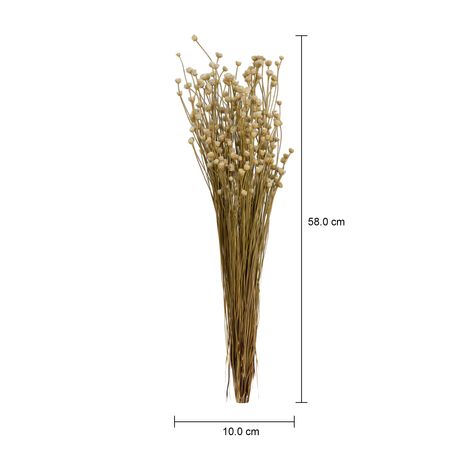 Imagem com medidas do produto FLOR FOLHAGEM CONGONHA