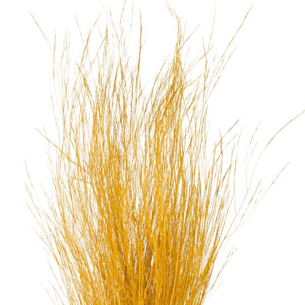 BRILHANTE-FOLHAGEM-ZAFFRON-CAPIM-BRILHANTE_ST1