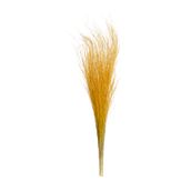 BRILHANTE-FOLHAGEM-ZAFFRON-CAPIM-BRILHANTE_ST0