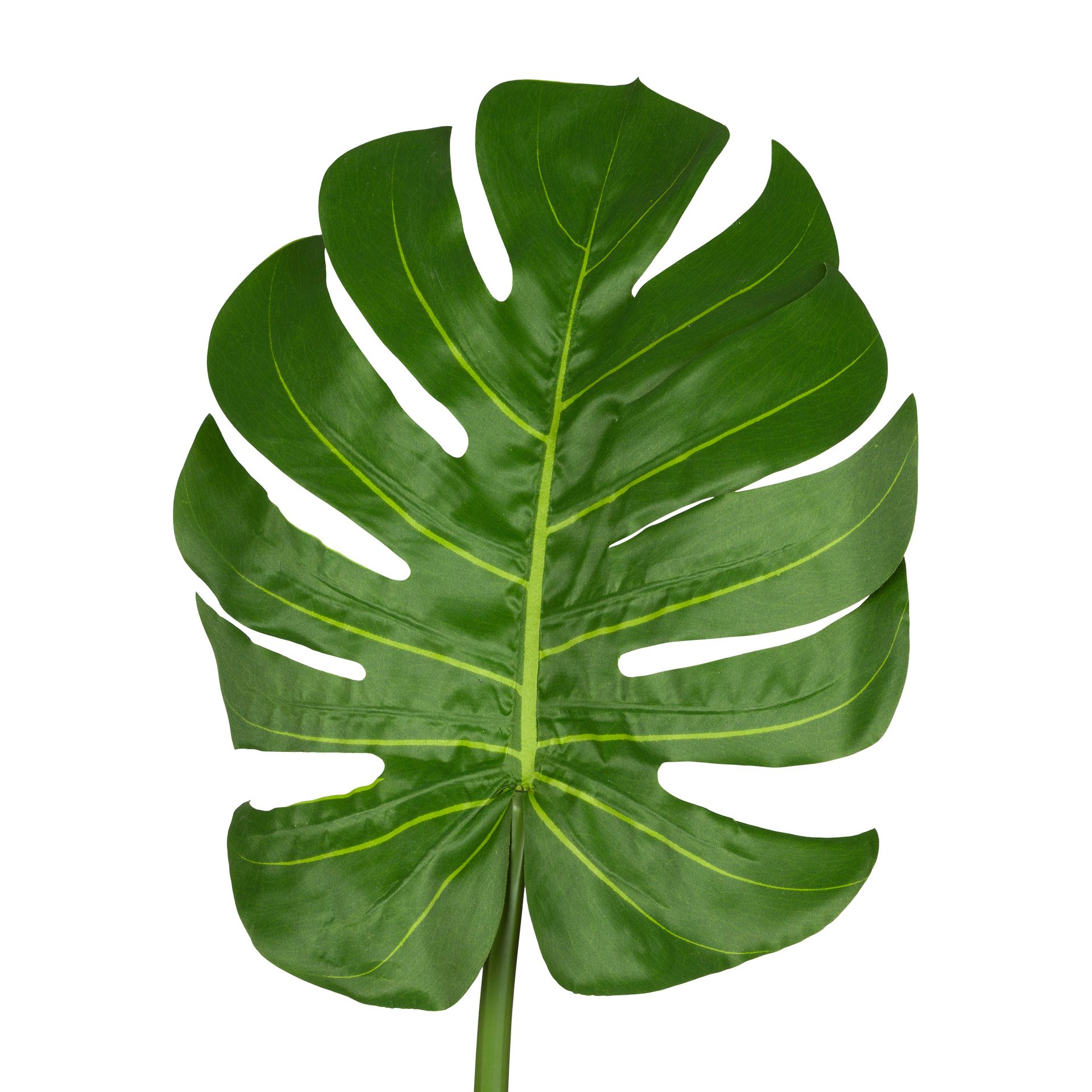 COSTELA-DE-ADAO-VERDE-O-SIS_ST1