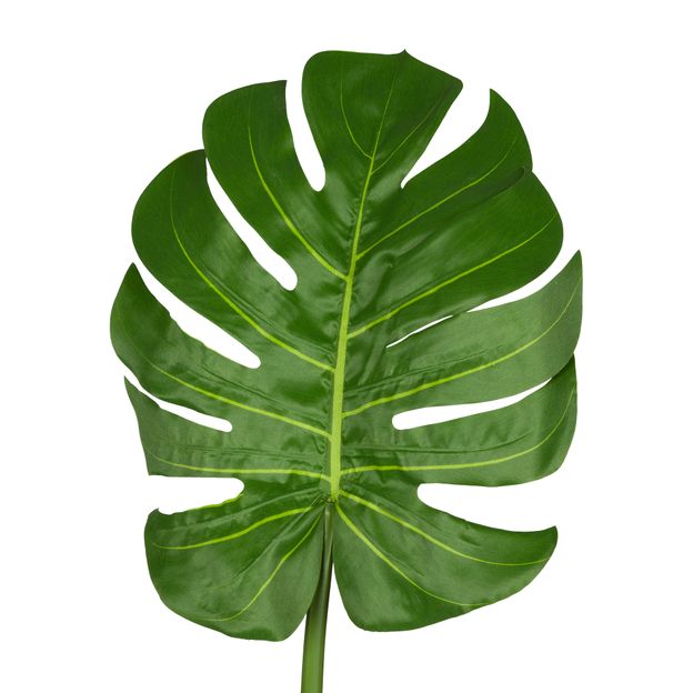 COSTELA-DE-ADAO-VERDE-O-SIS_ST1