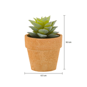TERRA-SUCULENTA-SEDUM-MINIARRANJO-VERDE-TERRACOTA-DA-TERRA_MED0