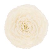 DE-PEIXE-ROSA-ADORNO-20-CM-BRANCO-FIBRA-CLARA-ESCAMA-DE-PEIXE_ST0