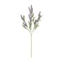 LAVANDA-FLOR-MALVA-VERDE-GIVERNY_ST0