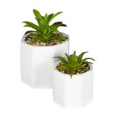 MINI-SUCULENTA-ARRANJO-BRANCO-VERDE-KALANCHOE_ST2