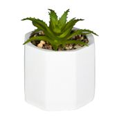 MINI-SUCULENTA-ARRANJO-BRANCO-VERDE-KALANCHOE_ST0