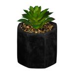 Preto - SUCULENTA ARRANJO KALANCHOE