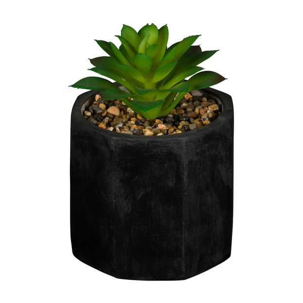 SUCULENTA-ARRANJO-PRETO-VERDE-KALANCHOE_ST0